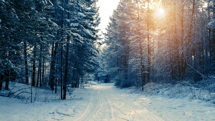 Frosty winter landscape in snowy forest. Snowy winter pine forest