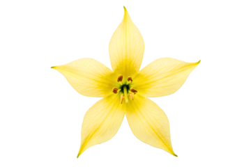 Bright yellow star-shaped flower with vivid petals in natural light isolated on a transparent background