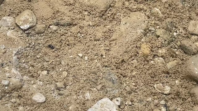 Viele junge Fische in einem seichten Bereich eines See.