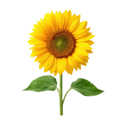 Obraz premium Vibrant Sunflower Bloom with Bright Yellow Petals and Rich Brown Center Isolated on White Background Transparent background or png