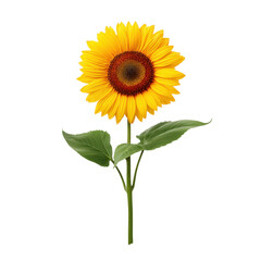 Bright and Vibrant Sunflower on a Stem with Green Leaves Isolated on White Background for Nature and Floral Themes Transparent background or png