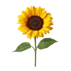 Bright and Cheerful Sunflower Bloom with Vibrant Yellow Petals and Dark Center, Perfect for Nature and Floral Themes Transparent background or png