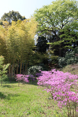 Fototapeta premium Spring in the park - Tokyo, Japan