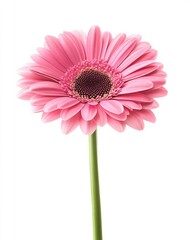 pink gerber daisy