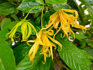 Ylang-Ylang flower (ilang ilang), Cananga odorata, yellow petals as long, flat lines that are bent,...