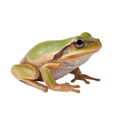 Fototapeta premium Green Tree Frog Sitting on a White Background with Detailed Features and Colors Captured Beautifully Transparent background or png