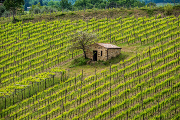 Obraz premium Montalcino, podere rurale