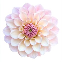 Fototapeta premium pink dahlia flower