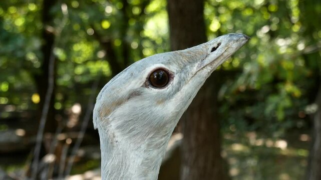 Great Bustard Head Close-Up in Outdoor Enclosure