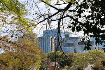 Cityscape viewed through Imparial Palace garden trees