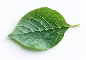 Obraz premium WHITE BACKGROUND