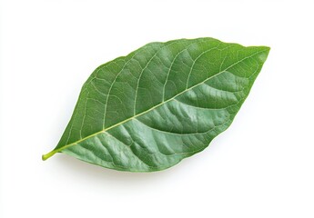 Obraz premium WHITE BACKGROUND