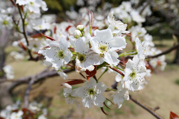 Closeup of blooming cherry tree