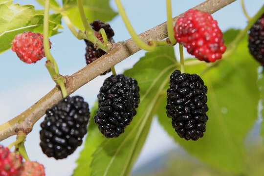 Schwarze Maulbeeren am Maulbeerbaum