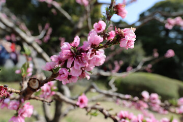 Cherry blossom in spring at Imperial Palace