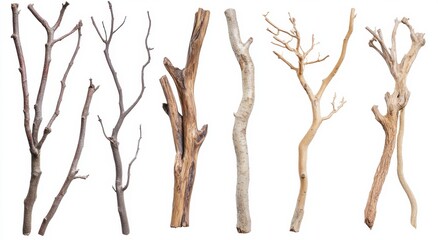 tree branches isolated on white