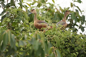 Lesser whistling Duck on tree