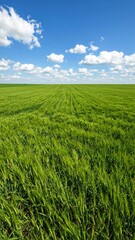 Fototapeta premium Serene Green Wheat Field Under Blue Sky with Clouds.