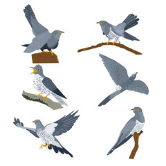Set of vector images of cuckoos in different poses