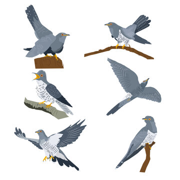Set of vector images of cuckoos in different poses
