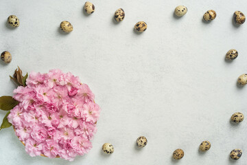 Pink cherry blossoms and quail eggs on white background in minimalist arrangement