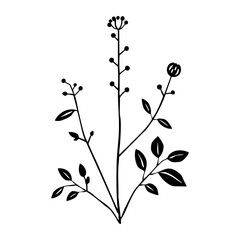 A delicate hand drawn illustration of an abstract plant with leaves, buds, and small berries in black outline on white