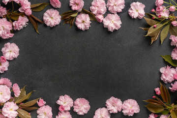 Pink cherry blossom petals arranged on dark background with space for text