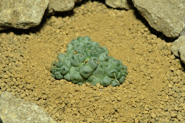 Close up Mammillaria Schumanii Inermis cristata on artificial habitat, live at rocky ground on...
