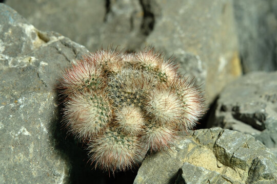 Close up Parodia scopa on artificial habitat, live at rock cliff crevice stone surface