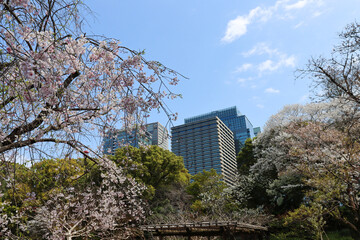 Beauty of sakura season at Imperial Palace, Tokyo