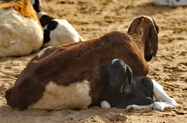 West Africa. Senegal. A Nubian goat is resting on the sand in the fishermen's village. The Nubian...