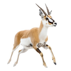 Fototapeta premium Gazelle running gracefully across open terrain in a natural setting, transparent background, cutout PNG