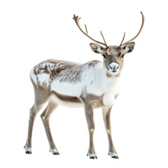 Fototapeta premium Majestic reindeer standing proudly in the snow with antlers highlighted against a transparent background, cutout PNG