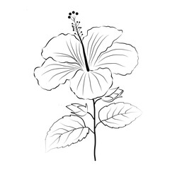 Cherry blossom flower tattoo design line art, simple vector line art isolated on a white background.