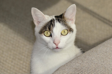 Close-up Portrait of Cat with Golden Eyes