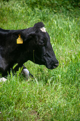 Dairy cows resting on the lush green fields of Alentejo, Portugal, under a clear blue sky. Peaceful...