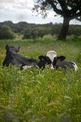 Dairy cows resting on the lush green fields of Alentejo, Portugal, under a clear blue sky. Peaceful...