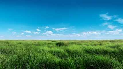 Vibrant Green Grass Field under a Blue Sky with Fluffy White Clouds