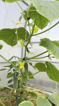 Vertical cucumber plant with blossoms and young fruits growing in a greenhouse&mdash;ideal for gardening blogs, eco-lifestyle content, and agricultural promotions.