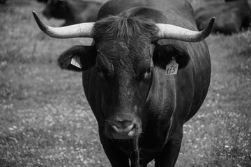 Close-up of Salers cows with rich reddish-brown coats, showcasing their calm expression and strong build, perfect for agriculture, farming, and livestock themes.