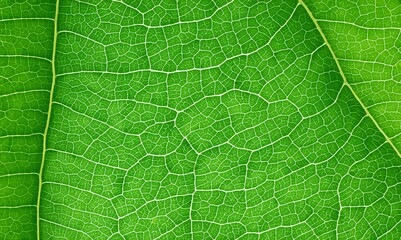 Macro close-up of a green leaf showing intricate vein structure. Detailed natural pattern ideal for botanical backgrounds, textures, or concepts related to nature, biology, and sustainability.
