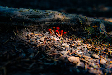 Mushroom variety