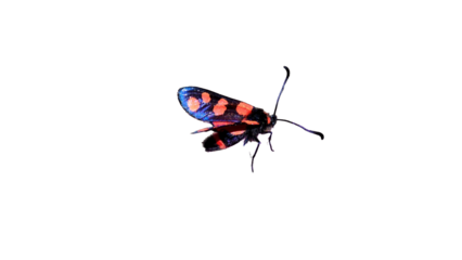 Burnet moth isolated png