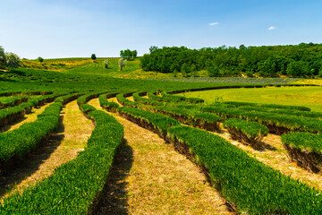 English lavender plantation in Hungary in summer