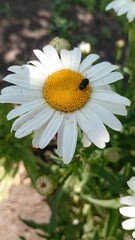 Obraz premium bee on daisy