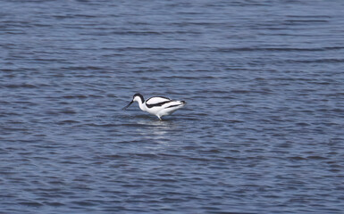 an avocet in shallow water, an avocet searches for food in the shimmering blue lake, light waves on...