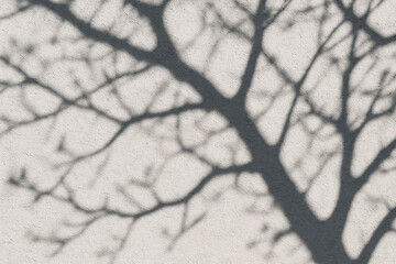 Grey Tree Branch Shadow on Light Grey Textured Wall Abstract Background Image tree shadow shadows