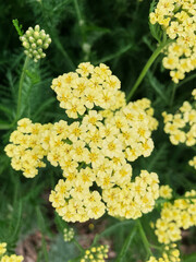 colorful wild flowers background
