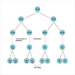 X Chromosome Inactivation in Mammalian Embryonic Development