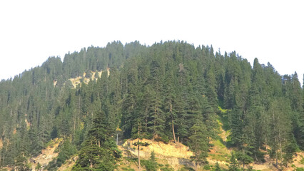 pine trees in the mountains isolated png